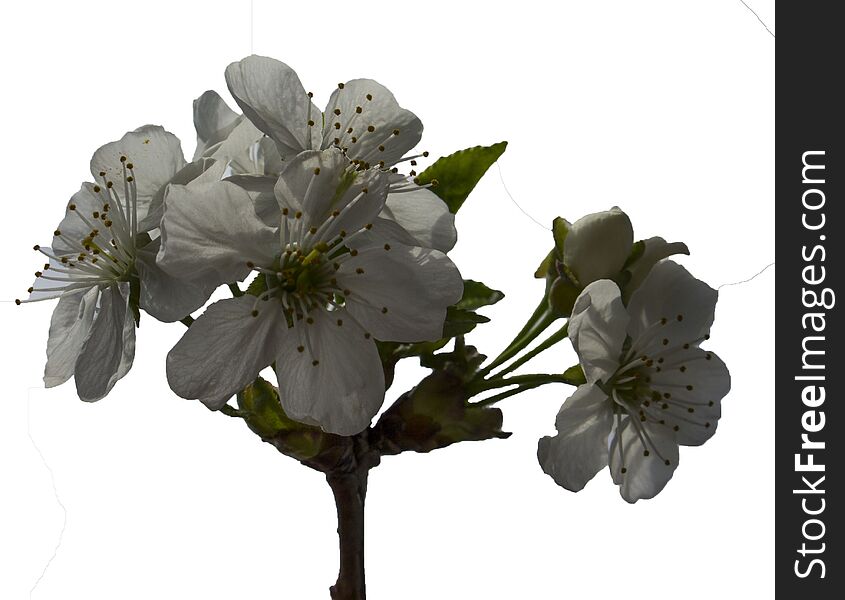 Cheery flowers. A cherry is the fruit of many plants of the genus Prunus, and is a fleshy drupe. Cheery flowers. A cherry is the fruit of many plants of the genus Prunus, and is a fleshy drupe.