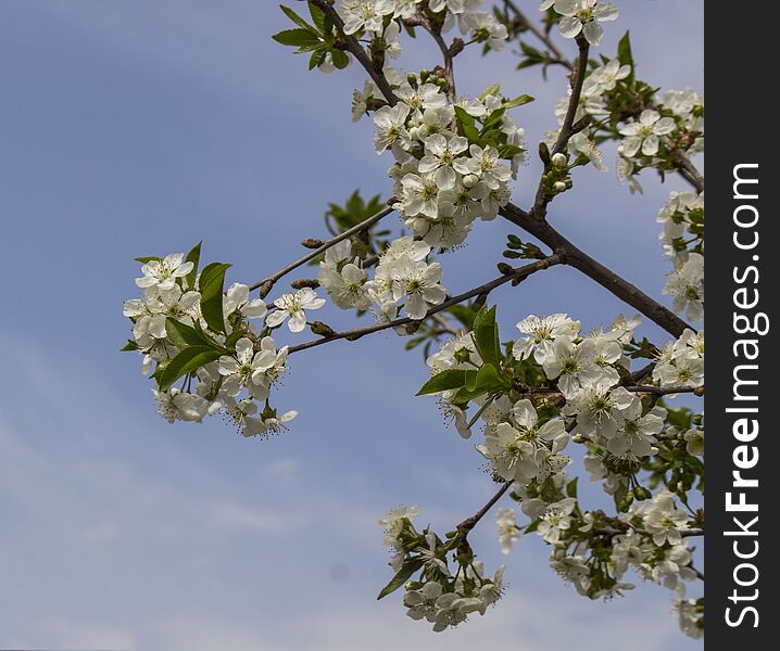 Cherry Blossoms Waiting To Become A Beautiful Fruit