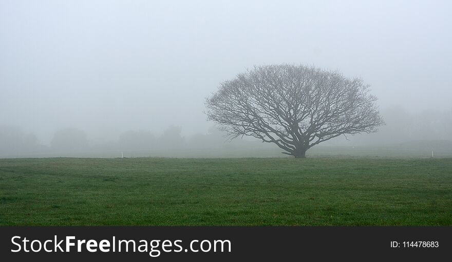 Tree In Meadow On Foggy Day