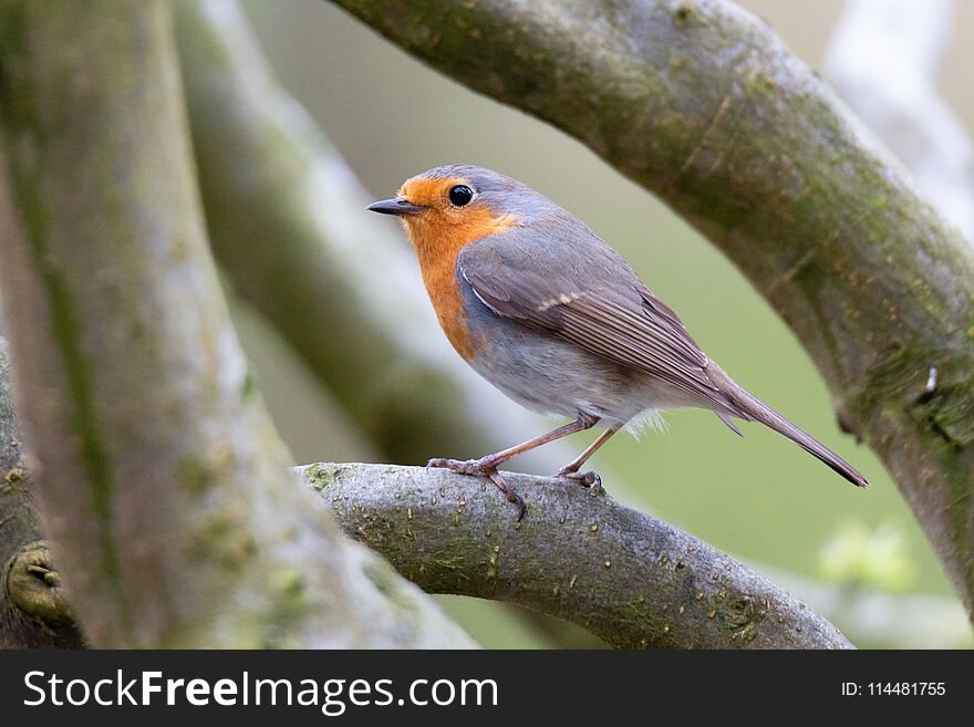 Erithacus rubecula, Robin perched in garden