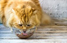 Red Cat And Bowl Of Dry Food Royalty Free Stock Photos