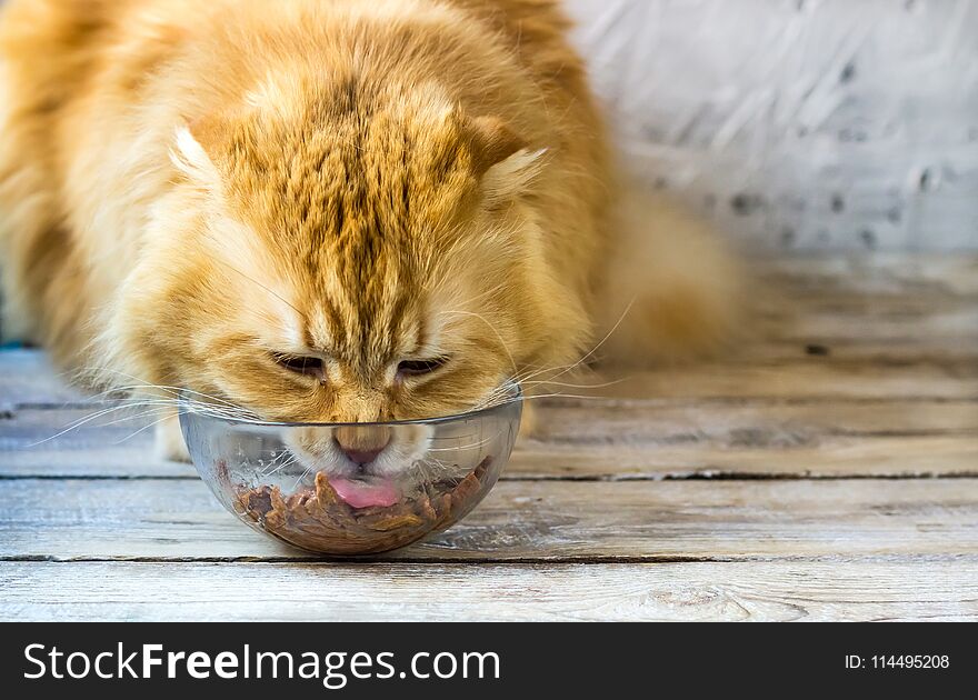 Red cat and bowl of dry food on the wooden floor. Selective focus