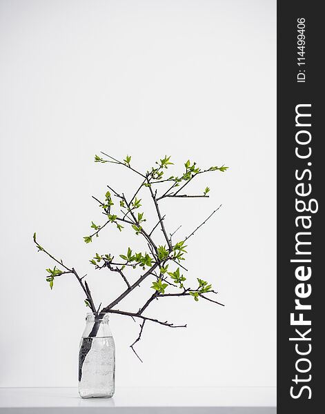 Holding Green Branch Plant On White