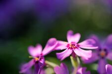 Violet Phlox Flowers Close With Blurred Background Royalty Free Stock Photos Violet Phlox Flowers Close With Blurred Background Royalty Free Stock Photos