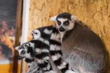 Three Lemurs Look At The Frame Royalty Free Stock Photography