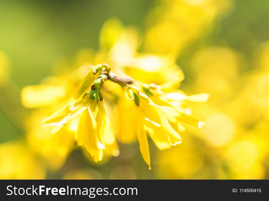 Yellow flowers of currant in bloom close