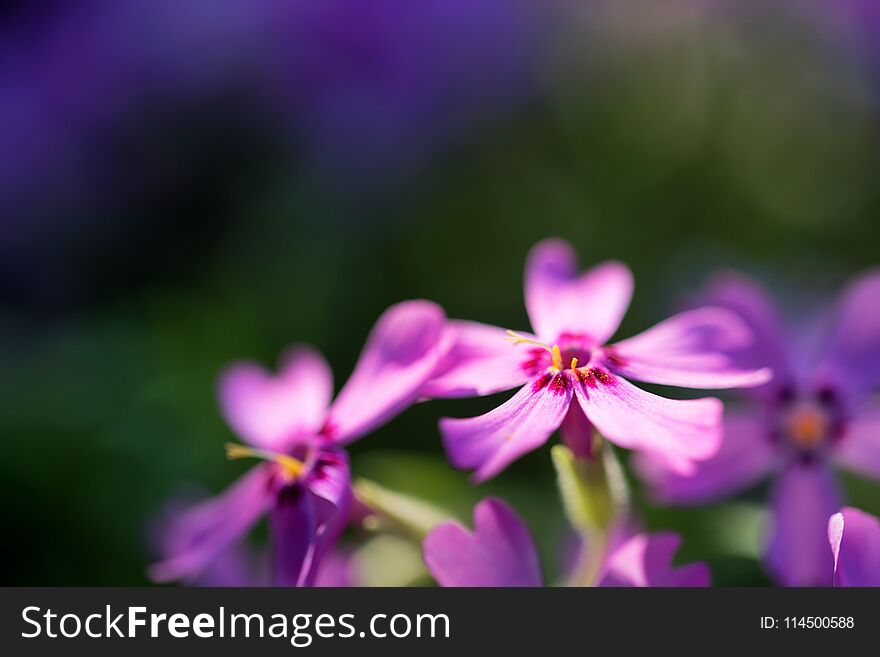 Violet Phlox Flowers Close With Blurred Background