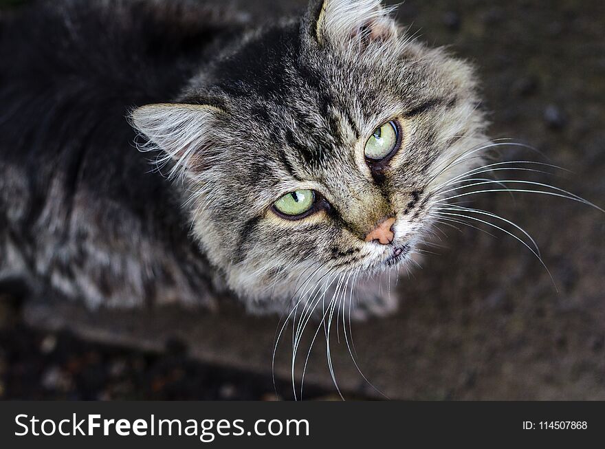 Gray-white cat looks at the frame. Horizontal frame