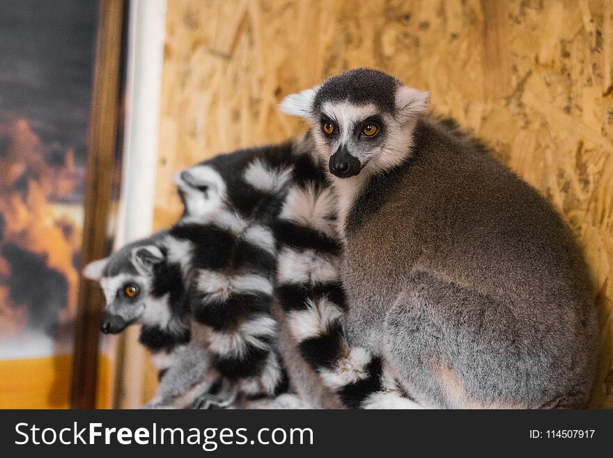 Three lemurs look at the frame. Horizontal frame
