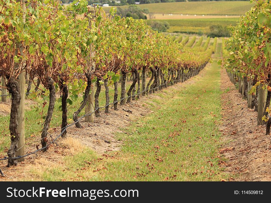 Vineyard and green grape trees and landscape in Victoria, Australia. Vineyard and green grape trees and landscape in Victoria, Australia