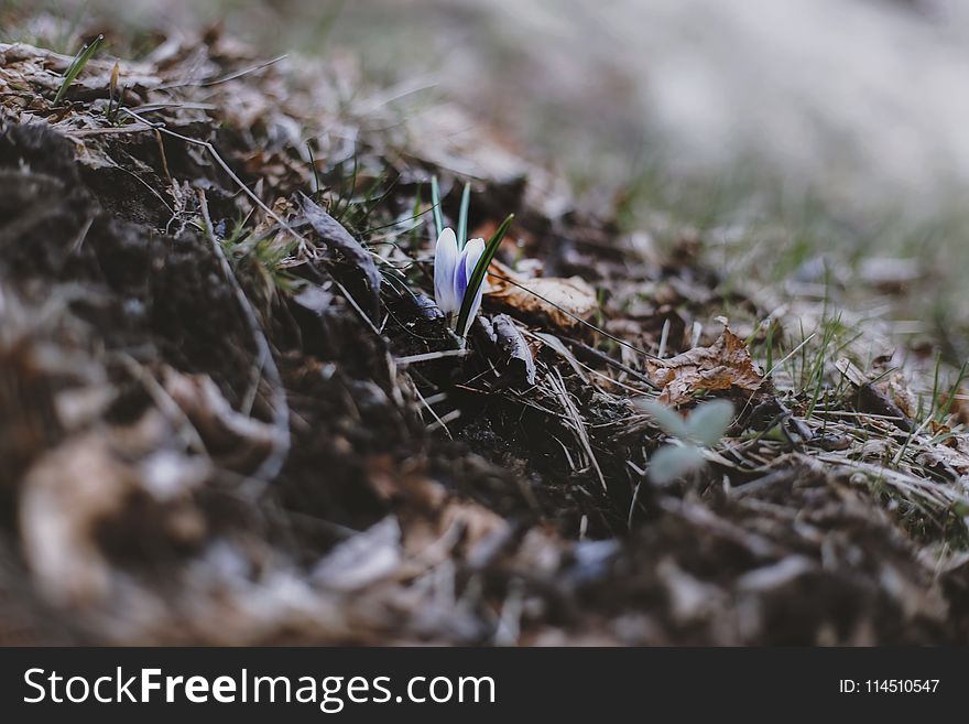 Selective Focus Photo of Green Grass