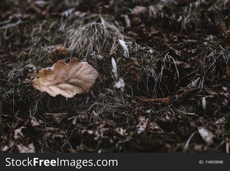 Close-Up Photography Of Dry Leaves