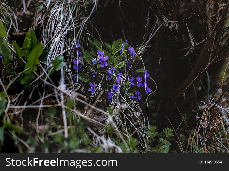 Photo of Purple Flowers Near Leaves