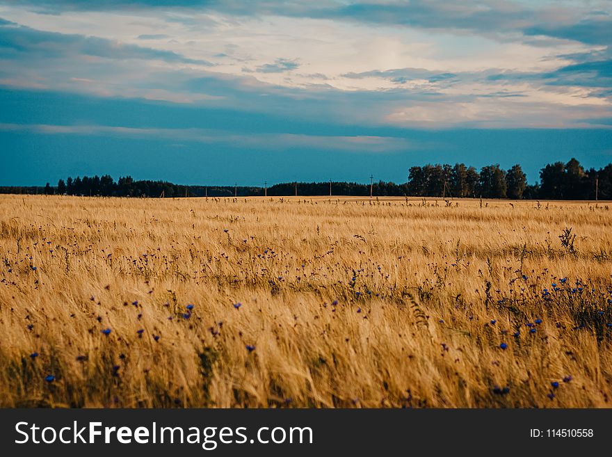 Field of Brown Wheat