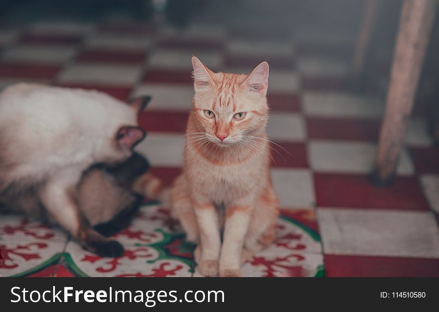 Close-Up Photography Of Orange Tabby Cat