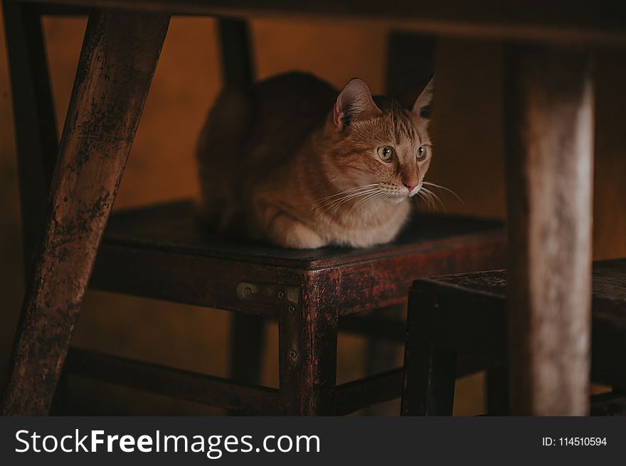 Close-Up Photography of a Cat Lying On Brown Wooden Chain