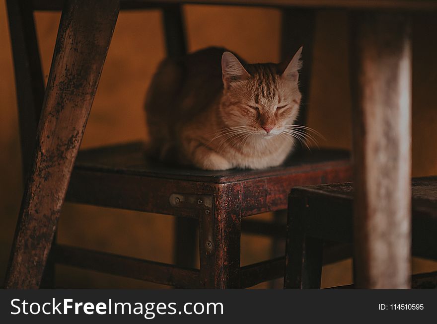 Photography of a Cat Lying on Wooden Chair