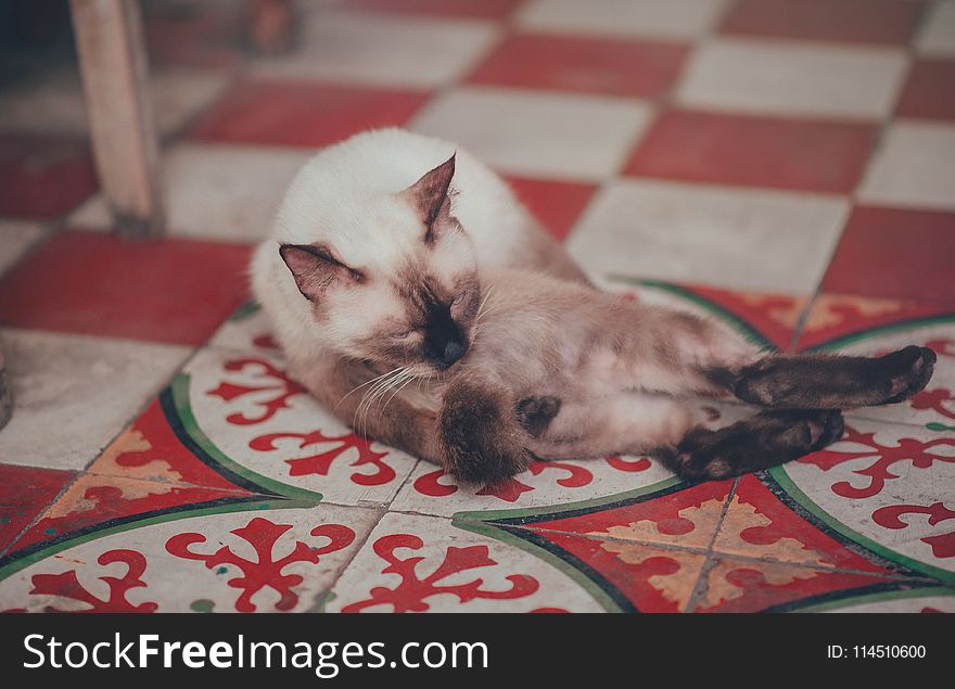 Photography of White Siamese Cat Lying on Floor