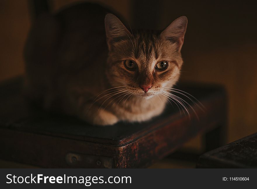 Close-Up Photography of a Cat Lying on Wooden Chair