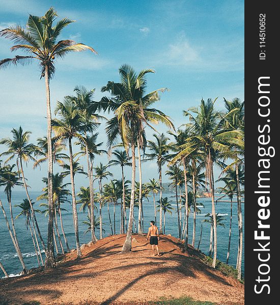 Person Standing on Dirt Surrounded by Coconut Trees