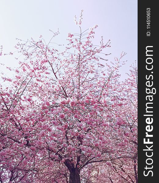 Photo of Cherry Blossom Tree