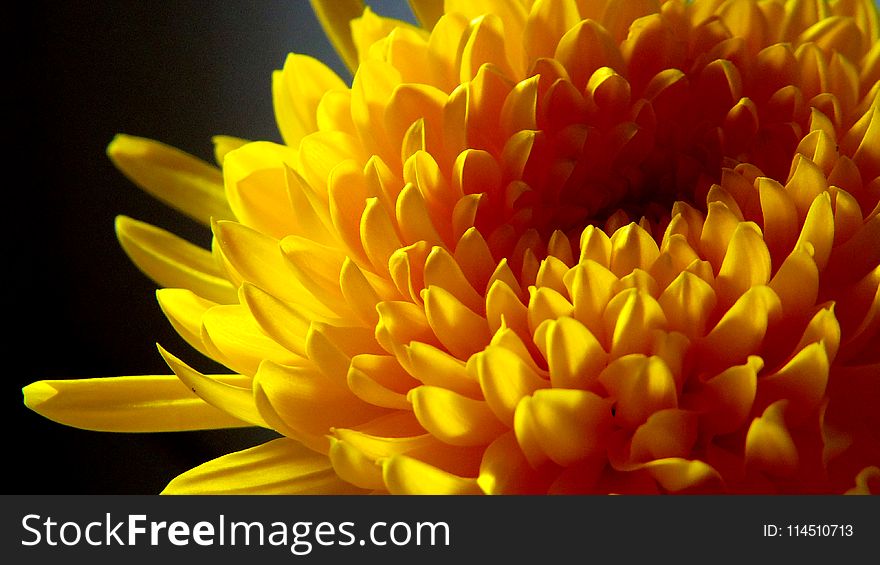Yellow Chrysanthemum Close-up Photo