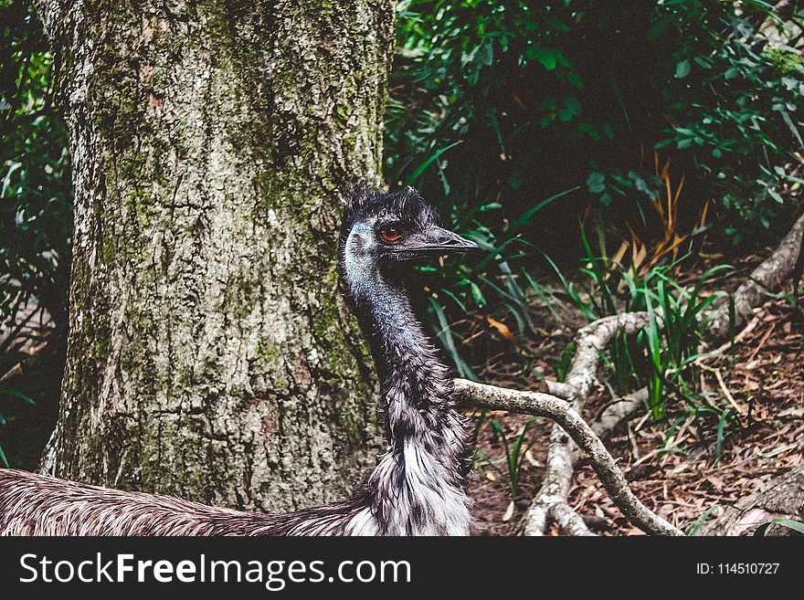 Gray Short-beaked Animal on Forest