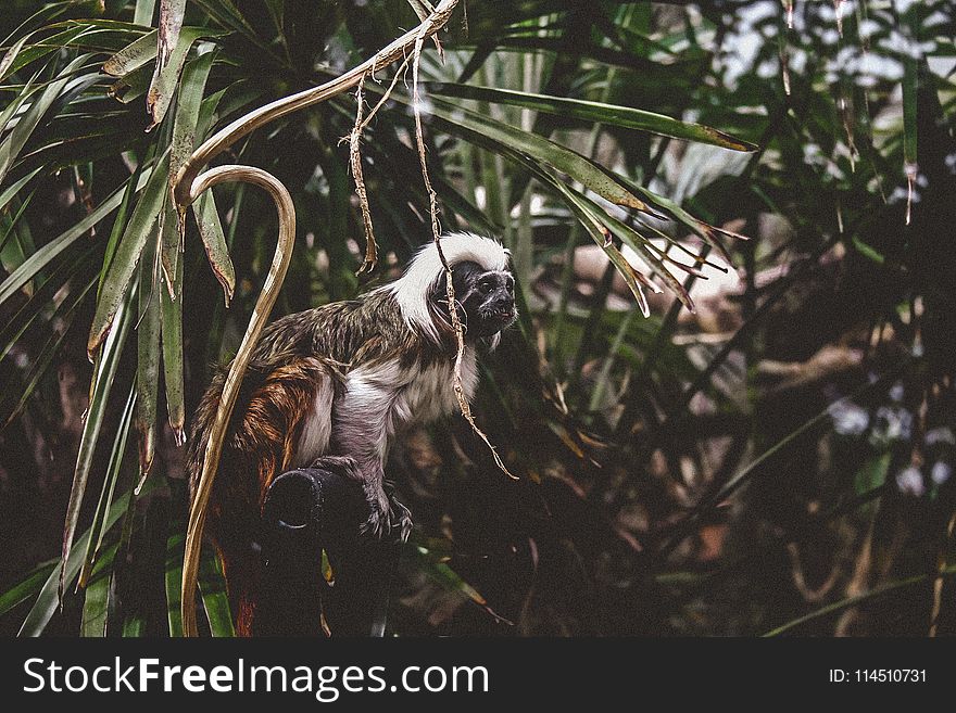 Selective Focus Photography of Monkey on Trees