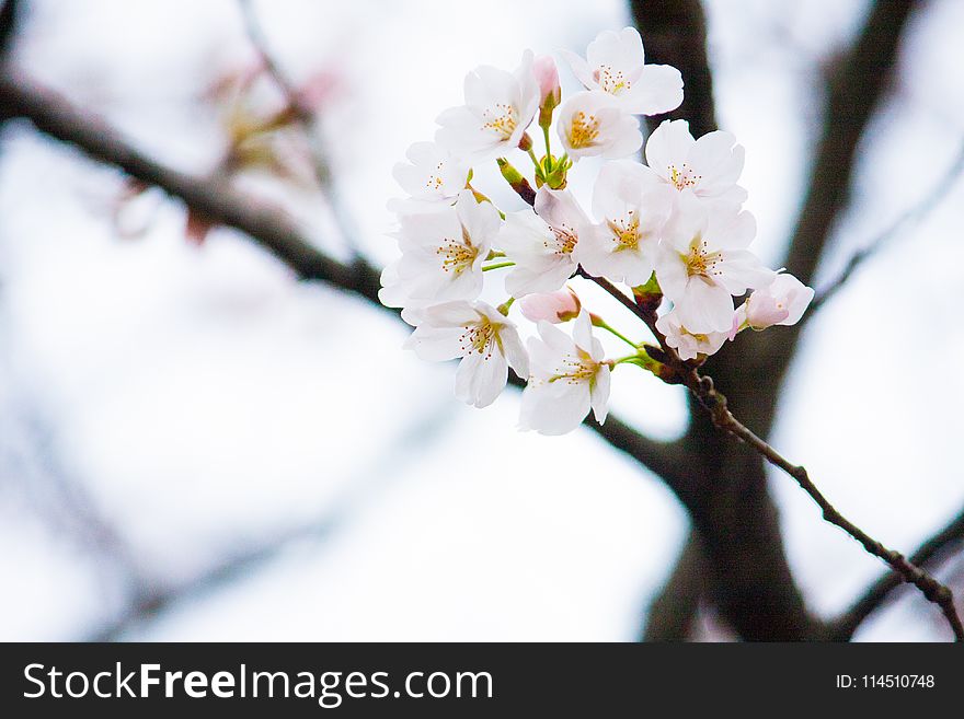 Low-angle Selective Focus Photography of White Petaled Flowers