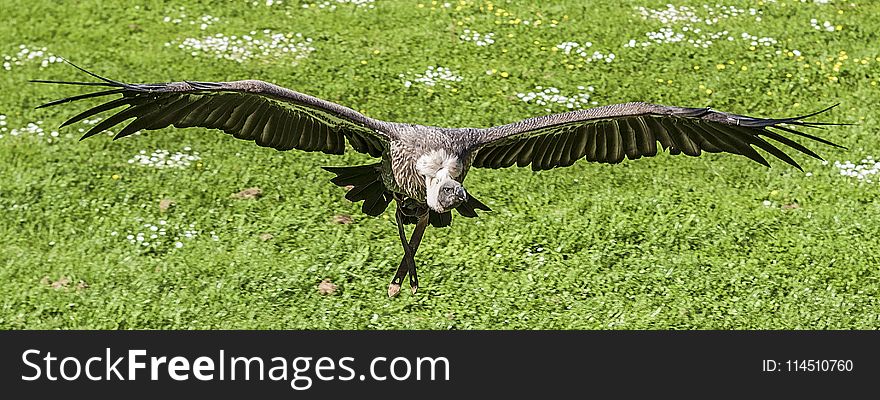 Black and Gray Vulture Flying at Daytime