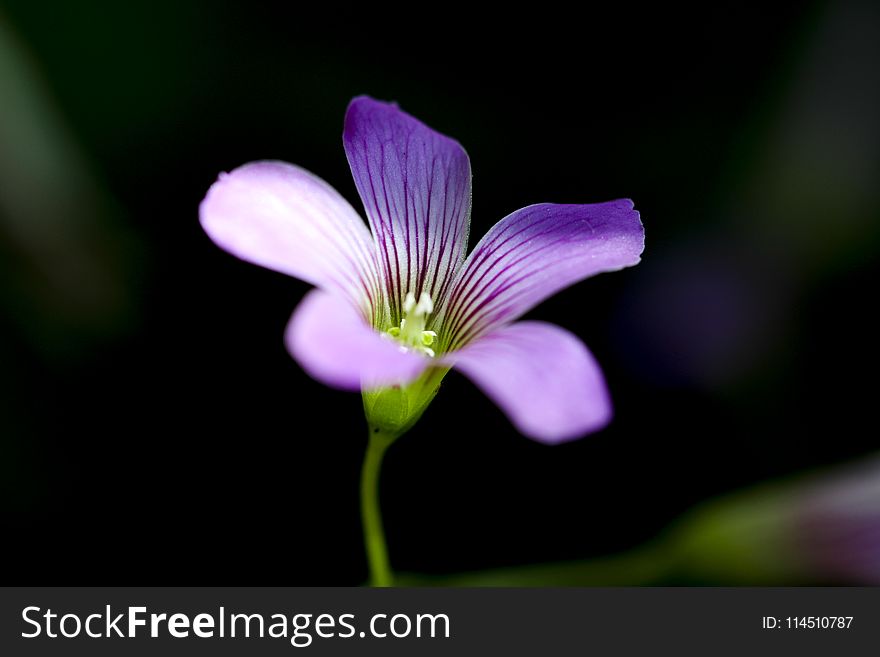 Shallow Focus On Purple 5-petaled Flower