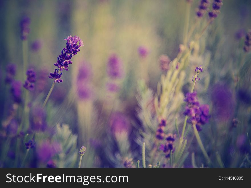 Selective Focus Photo of Lavender Flowers