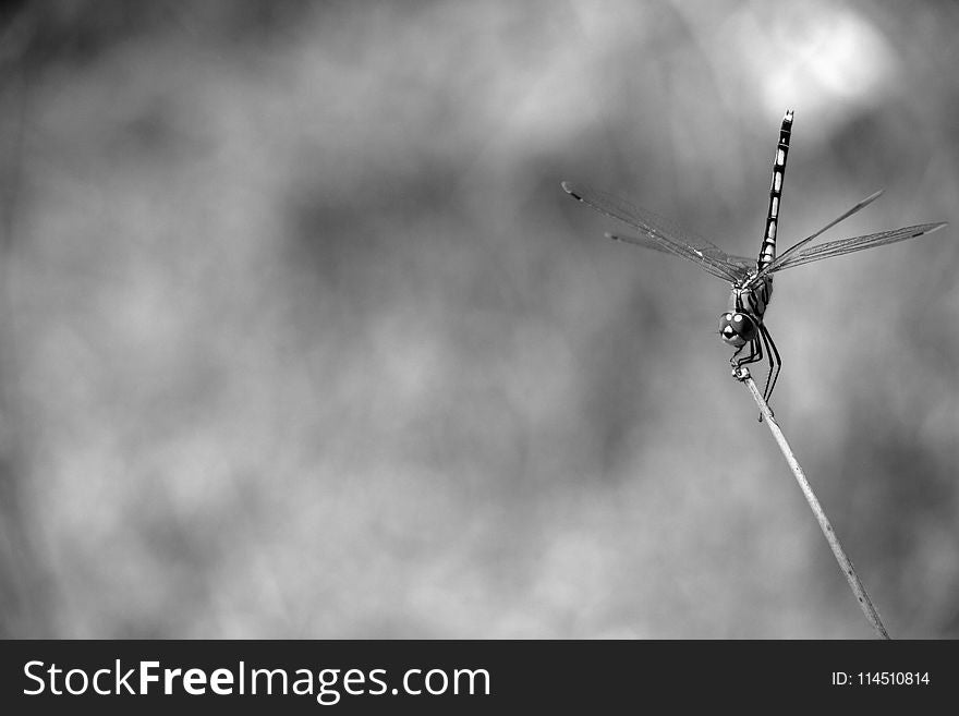 Grayscale and Selective Focus Photography of Dragonfly Perching on Twig