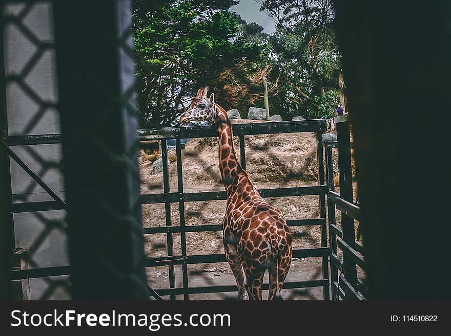 Giraffe on Black Metal Cage