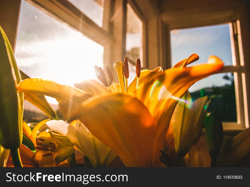 Shallow Focus Of Yellow Flowers