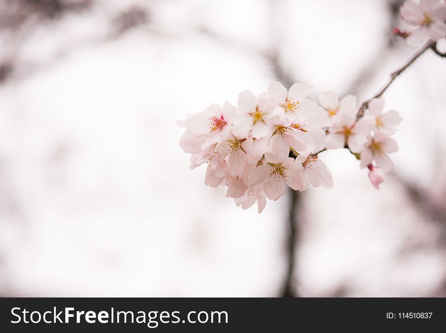 Shallow Focus Photography Of White Flowers