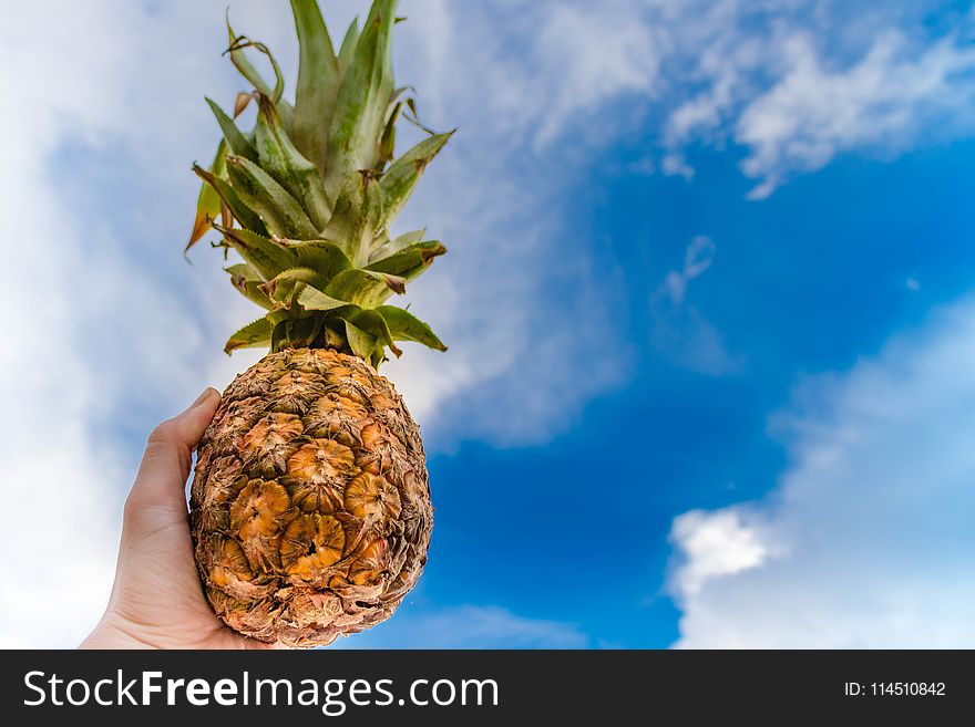 Human Left Hand Holding Pineapple While Raising on the Sky