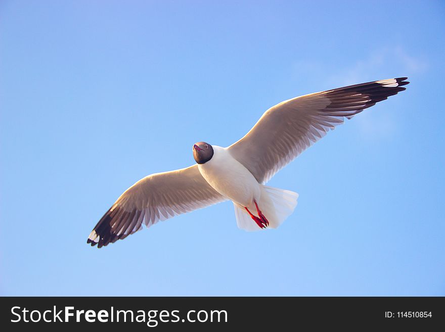 Close-Up Photography of a Flying Bird