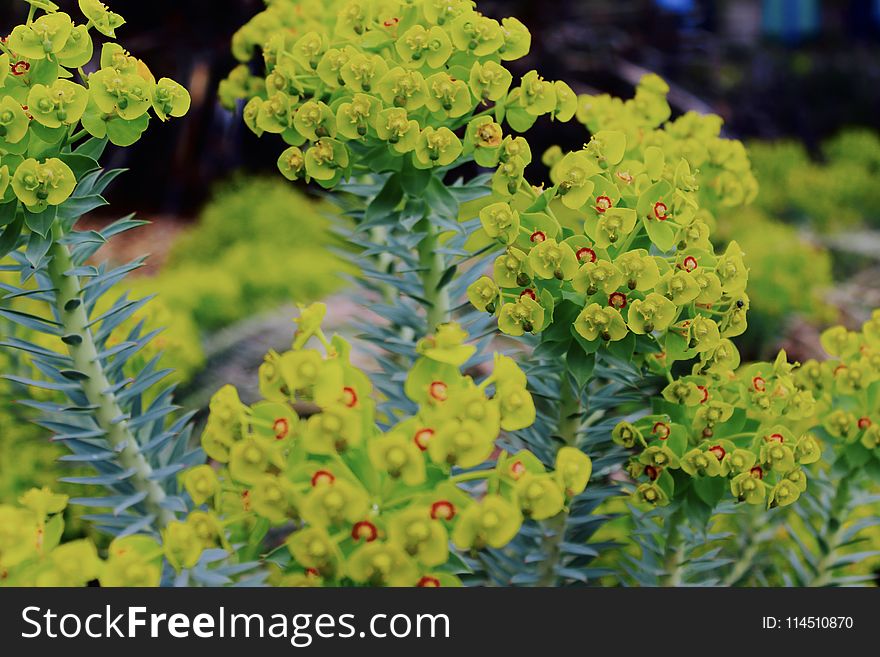 Selective Focus Photography Green Euphorbia Milii Flowers