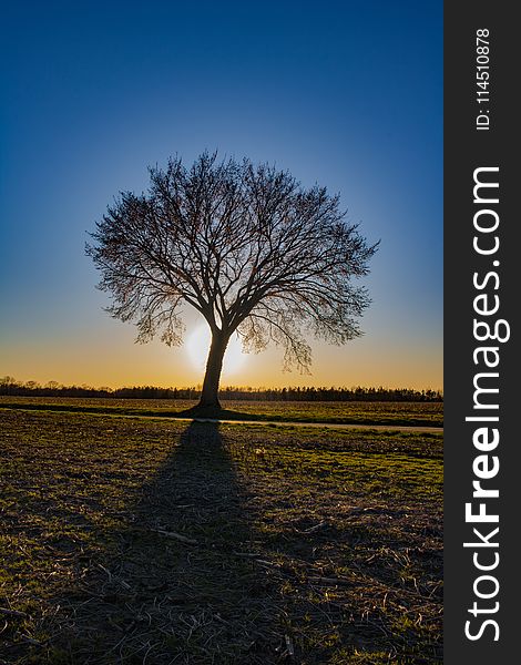 Tree In The Middle Of The Field Golden Hour Photography