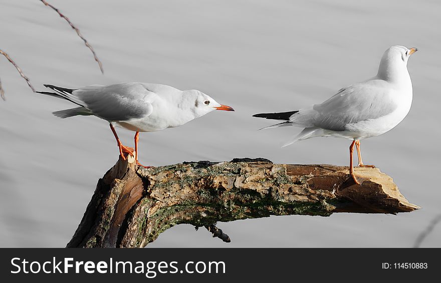 Photo of Two Seagulls Perched on Tree Branch