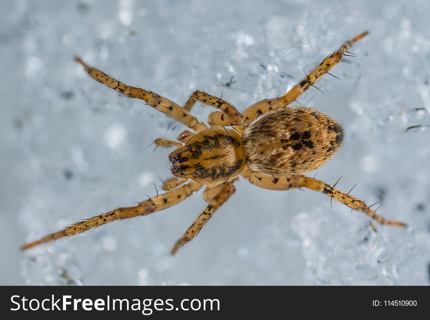 Macro Photography of Black And Yellow Spider