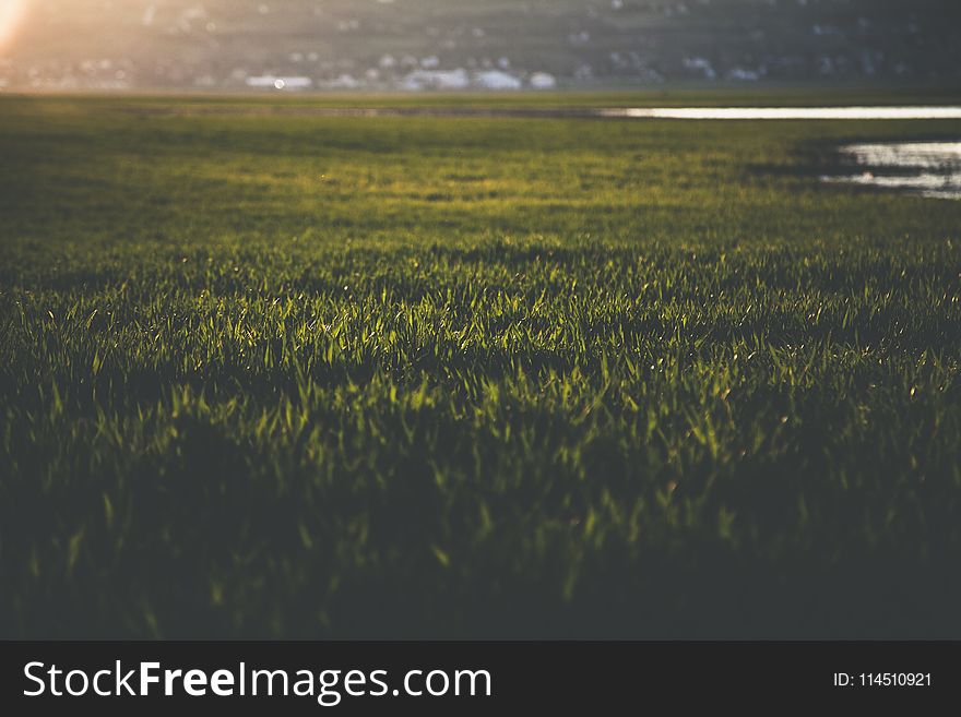 Close-up Photo Of Grass