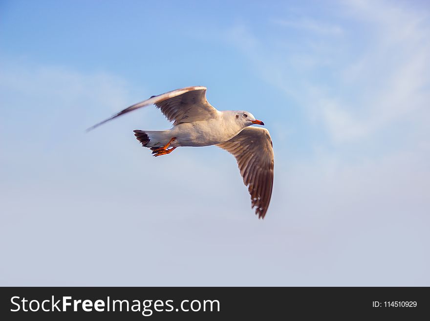 Photo Of White Seagull Flying Under Blue Sky