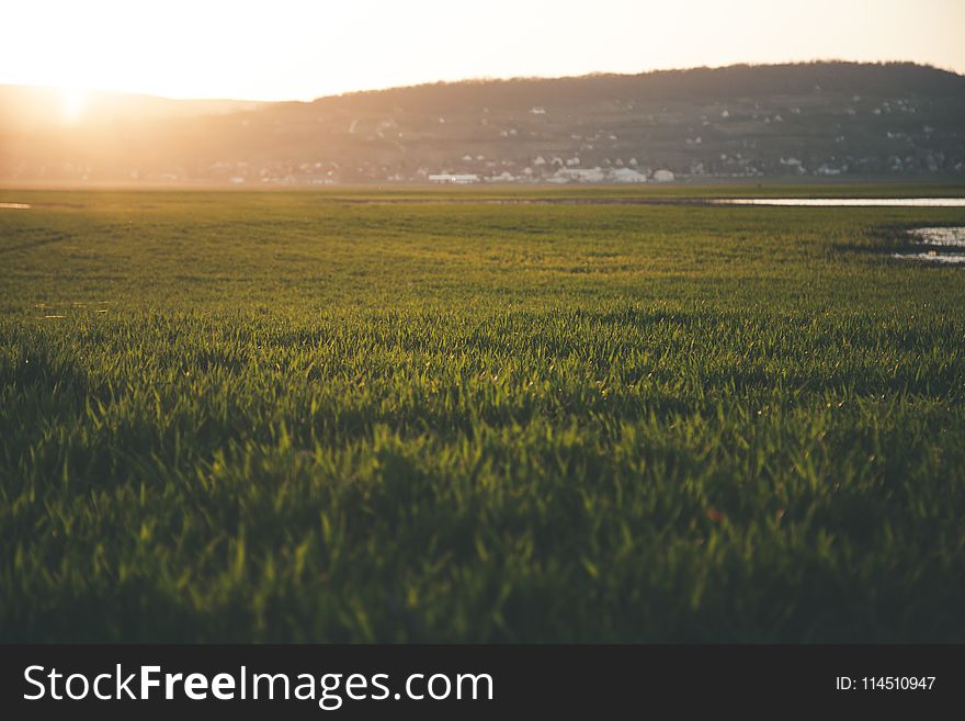 Green Grass Field during Sun Rise