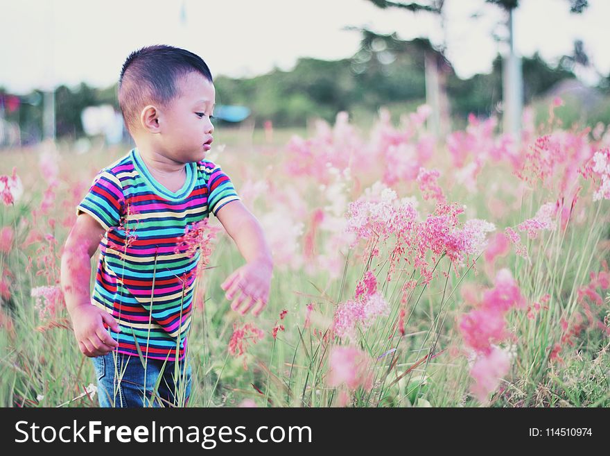 Boy Standing Surrounded by Bed of Red Petal Flower