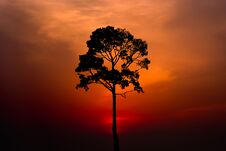 Silhouette Of A Tree On Sunset. Stock Photos Silhouette Of A Tree On Sunset. Stock Photos