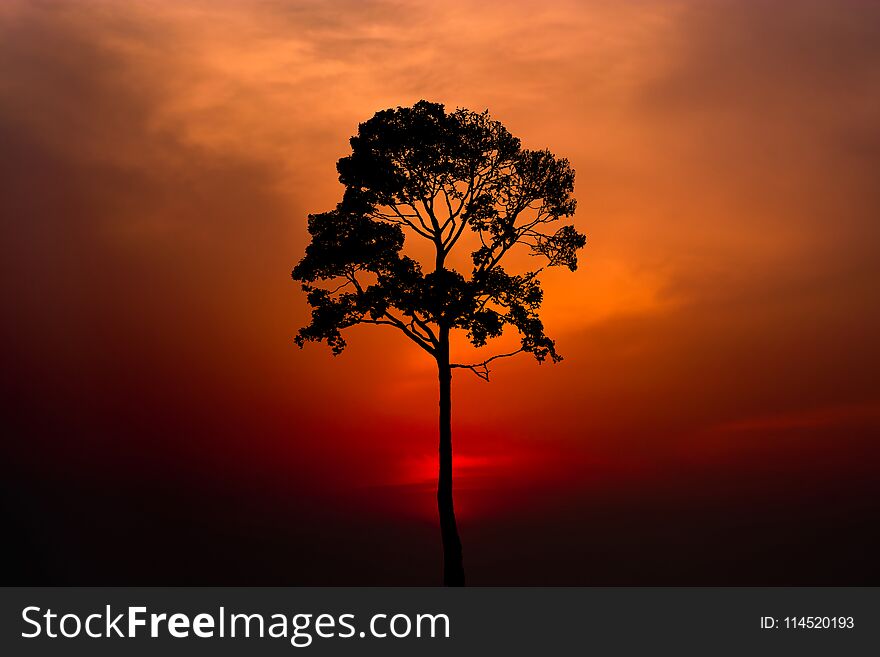 Silhouette of a tree on sunset.