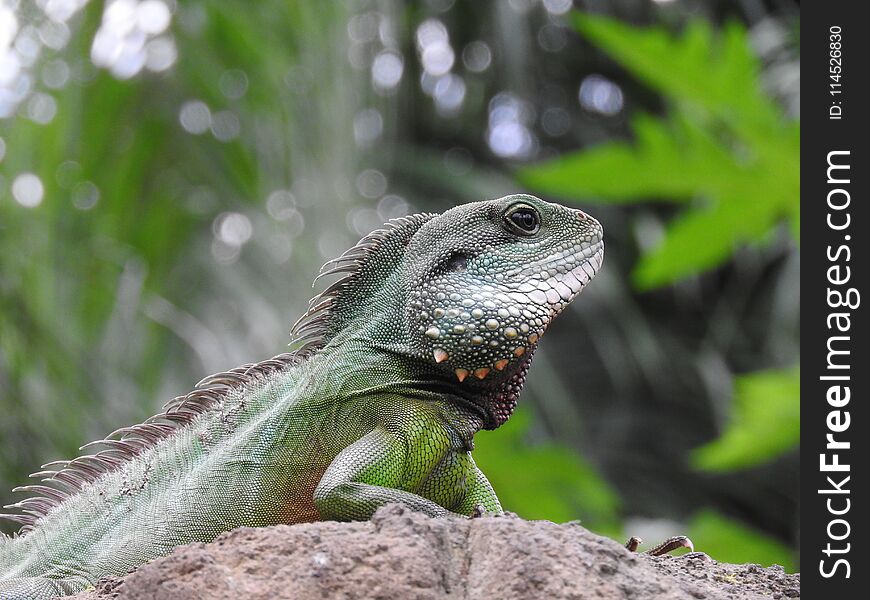 Iguana on a tree in the zoo