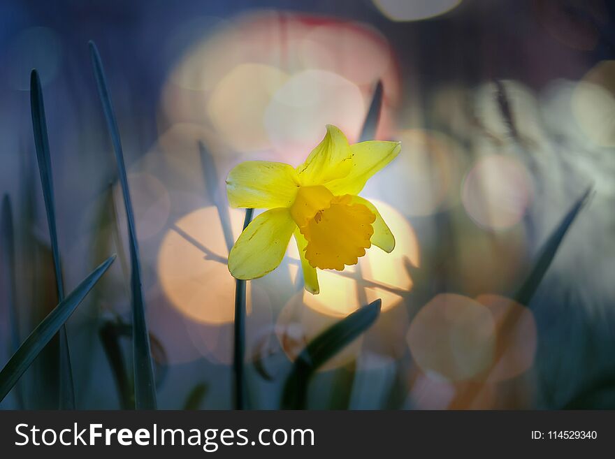 Beautiful yellow narcissus in park at evening 3. Beautiful yellow narcissus in park at evening 3